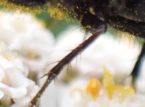 Protocalliphora azurea